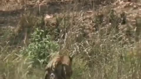 Tiger remained Nakama, deer ran faster than Tiger | wildlife animals