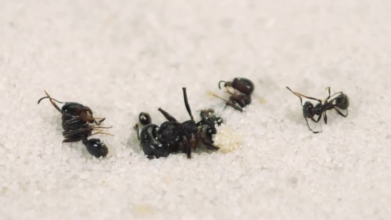 THE BRUTAL BATTLE OF THREE ANT LIONS AND TWO MOLE CRICKETS ! [Live feeding!]-1