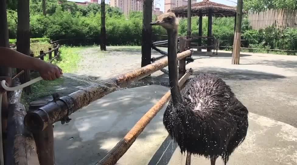 An ostrich