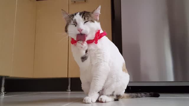 Cats