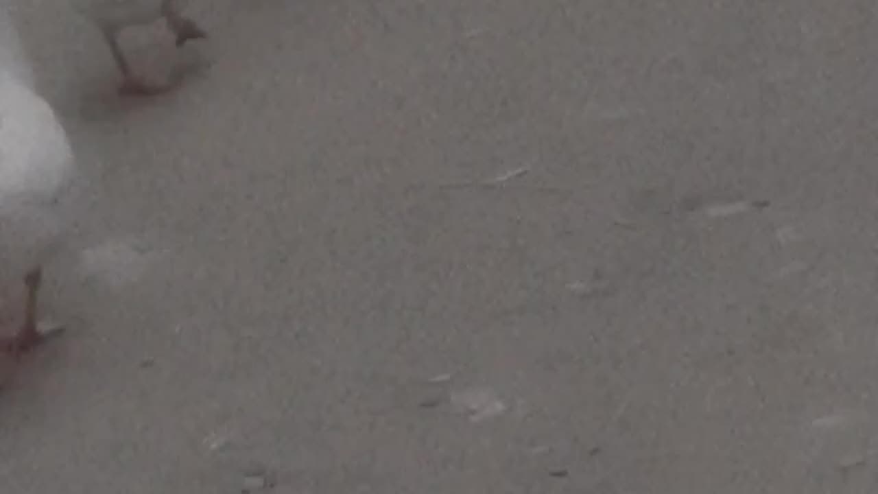 Ducks | DUCKY GANG