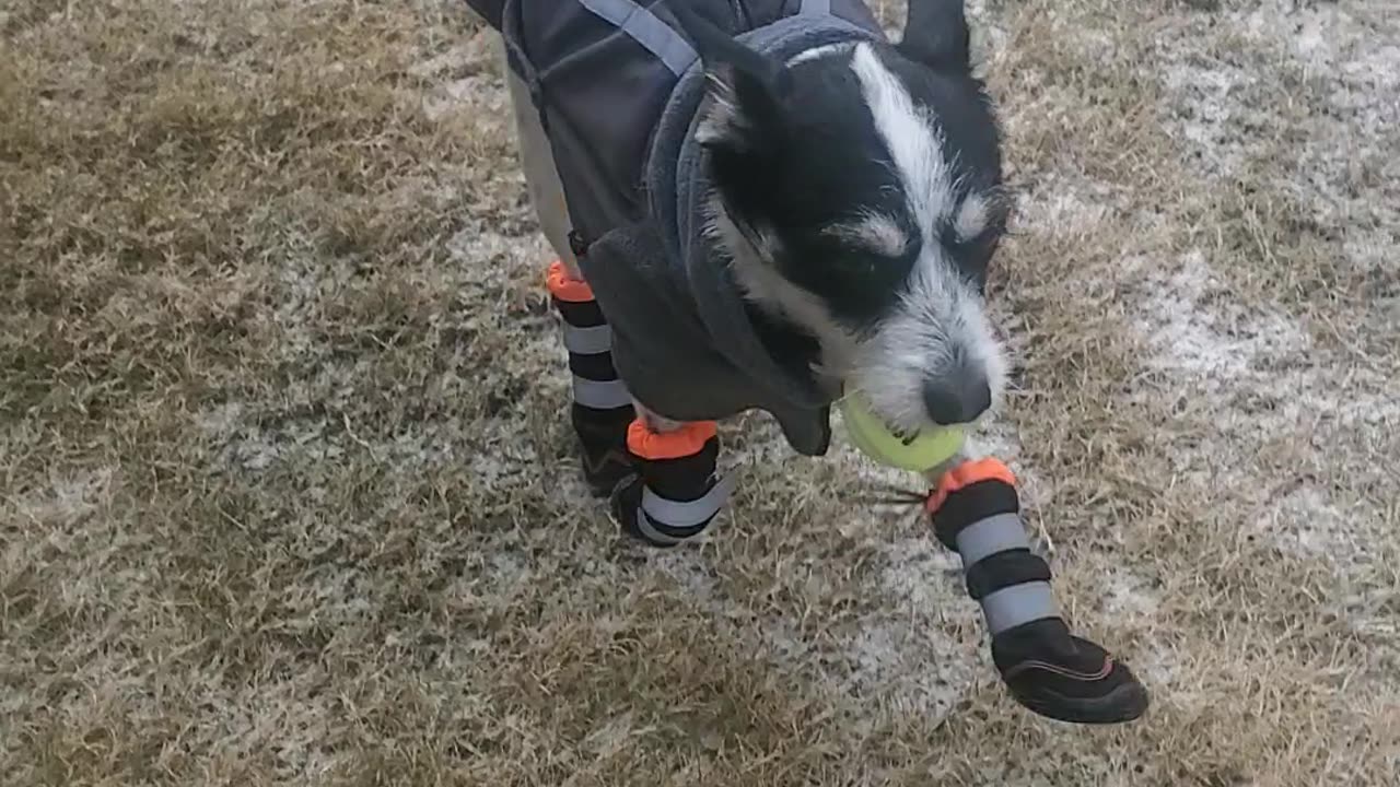 Puppy in the snow