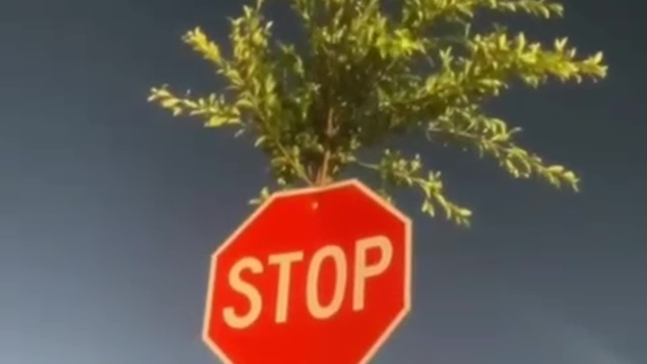 Don't stop believing, this tree went through the stop sign and sprang to the surface.