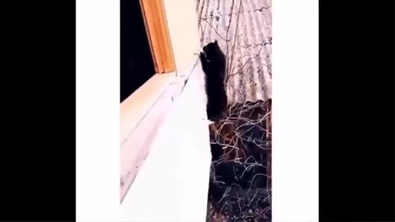 Most funniest animal videos