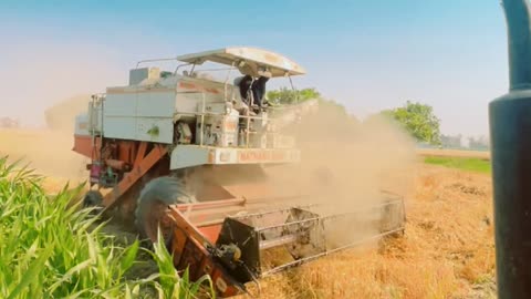 HARVESTING 🌾🌾