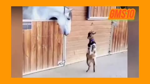 Funny 😂🤣 video of goat🐐and 🐴 horse😄🥰