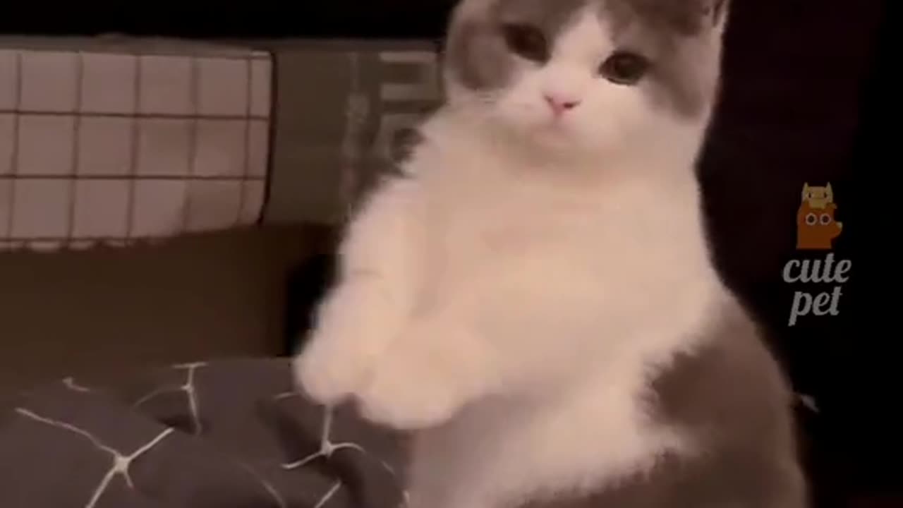 Animal beats