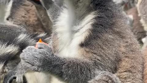 lemurs