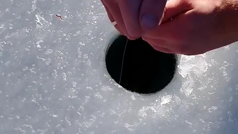 Winter fishing, big fish.