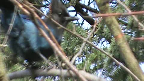 Hand feeding Chickadees