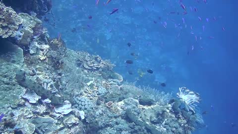 Violet color fishes swimming under the Ocean