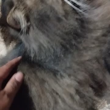 Name is Mozza my cat so cute 😽😽