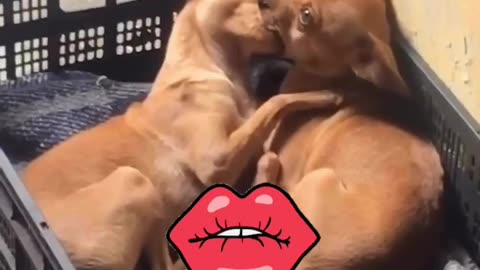 Dog kissing 👄💋 MOMENTEM Love For Dog