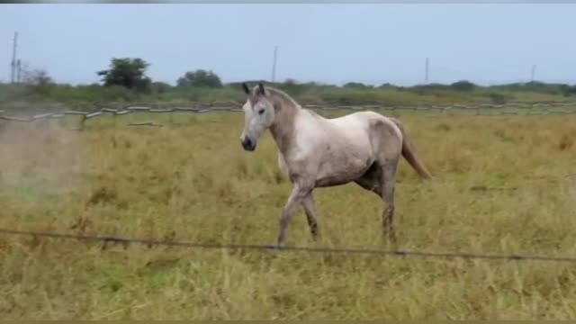 Appaloosa In The Last Of the Wild Frontier of Africa.