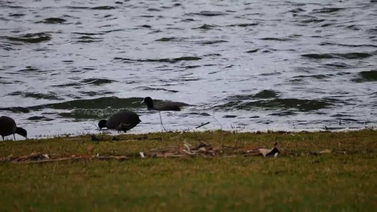 Coot Swim Lake Meadow Feather Plumage Black