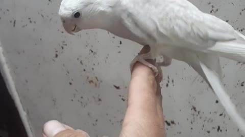 Albeno parrot birds