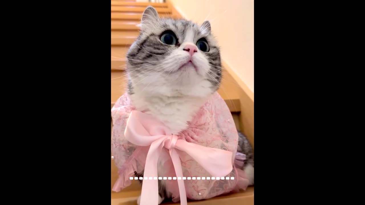 Cats as always