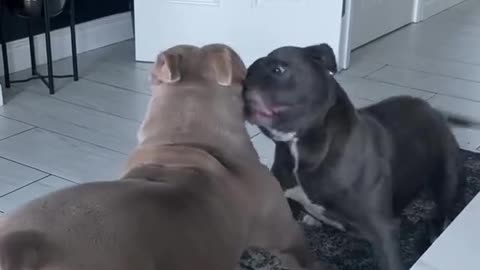 Have you ever seen 😂dogs tango?!