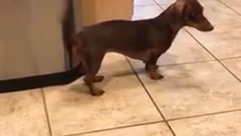 Wiener Dog Drummer