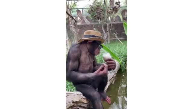 if dogs and monkeys cannot make you laugh who will.