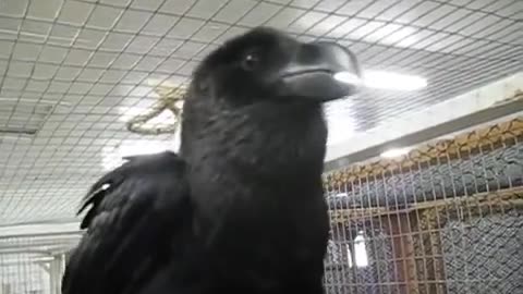 This raven said hi, expressing the feeling of a vigor girl