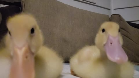 Ducklings talking