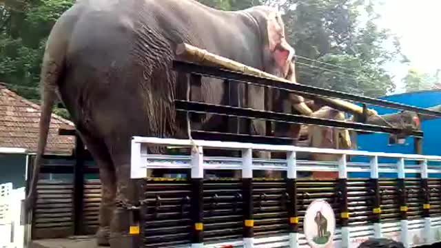 elephant video