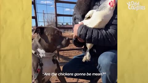 Pittie Stands By The Door And Whines Until He Can Go See His Baby Chicks | The Dodo