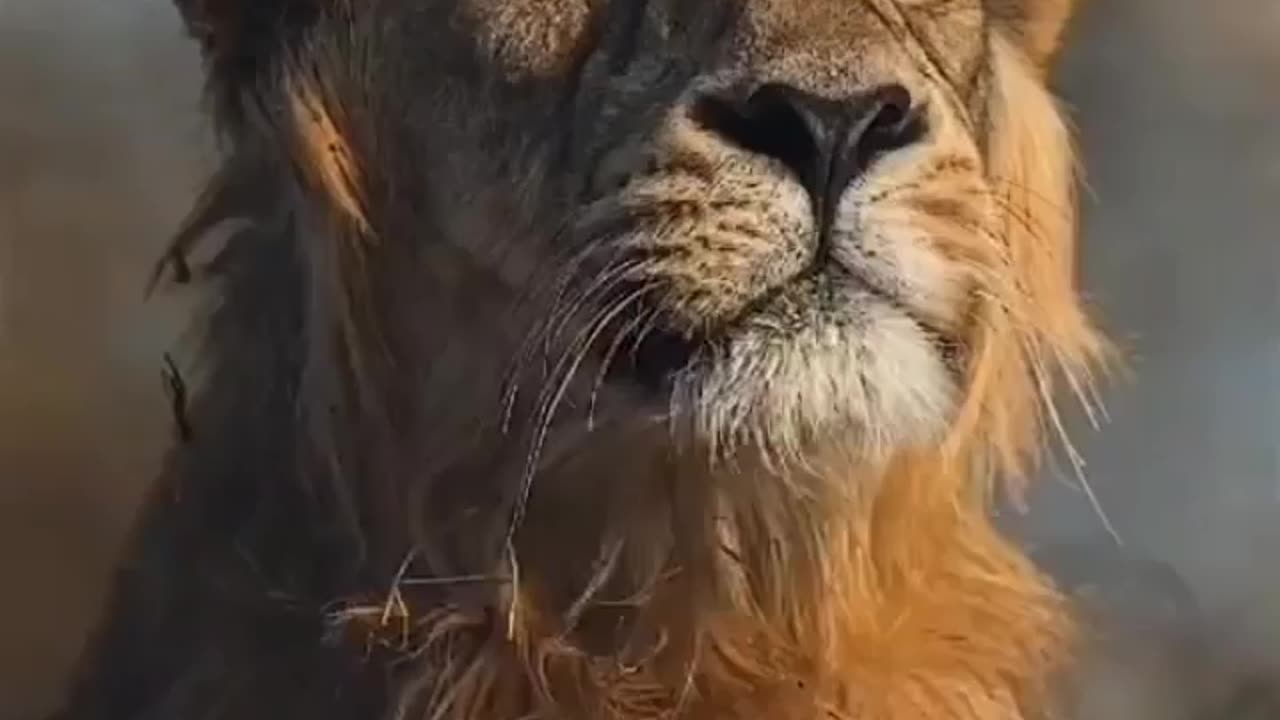 Wildlife in closer view with a natural perspective.