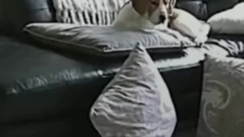 Funny Dog