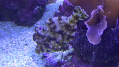 Bristle-tail filefish