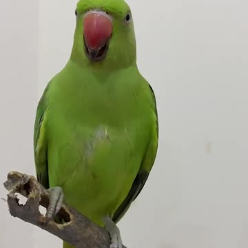 parrot video and please follow me