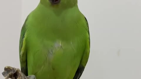 parrot video and please follow me