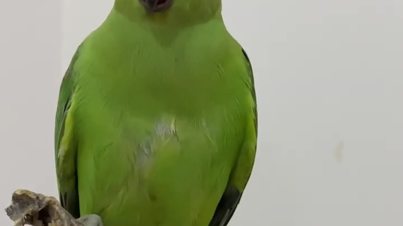 parrot video and please follow me