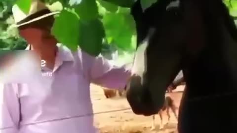 Human vs animals comedy