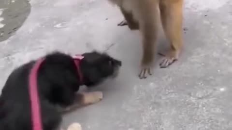 Monkey playing with dog and fighting it's very fuuny