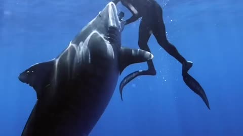 diving with shark