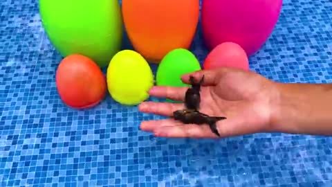 Surprise eggs contain So cute ducklings, koi f, Freshwater shark, goldfish, eel_Cut