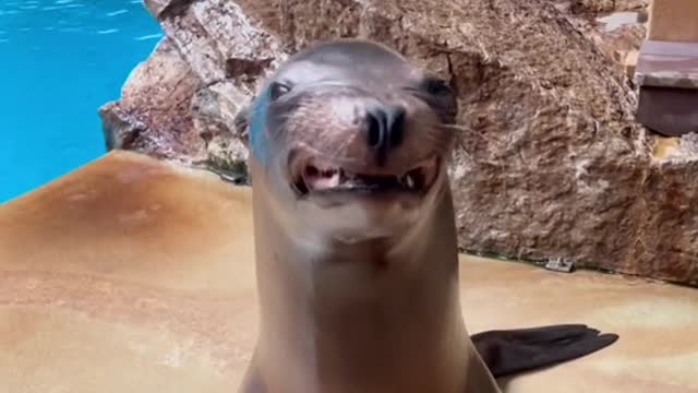 Here are some California sea lion smiles to help get you through the day