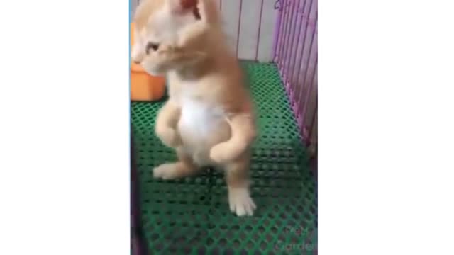 ๐Cute Cats and Funny Animals ๐