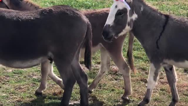 Donkeys Dressed Up As Unicorns