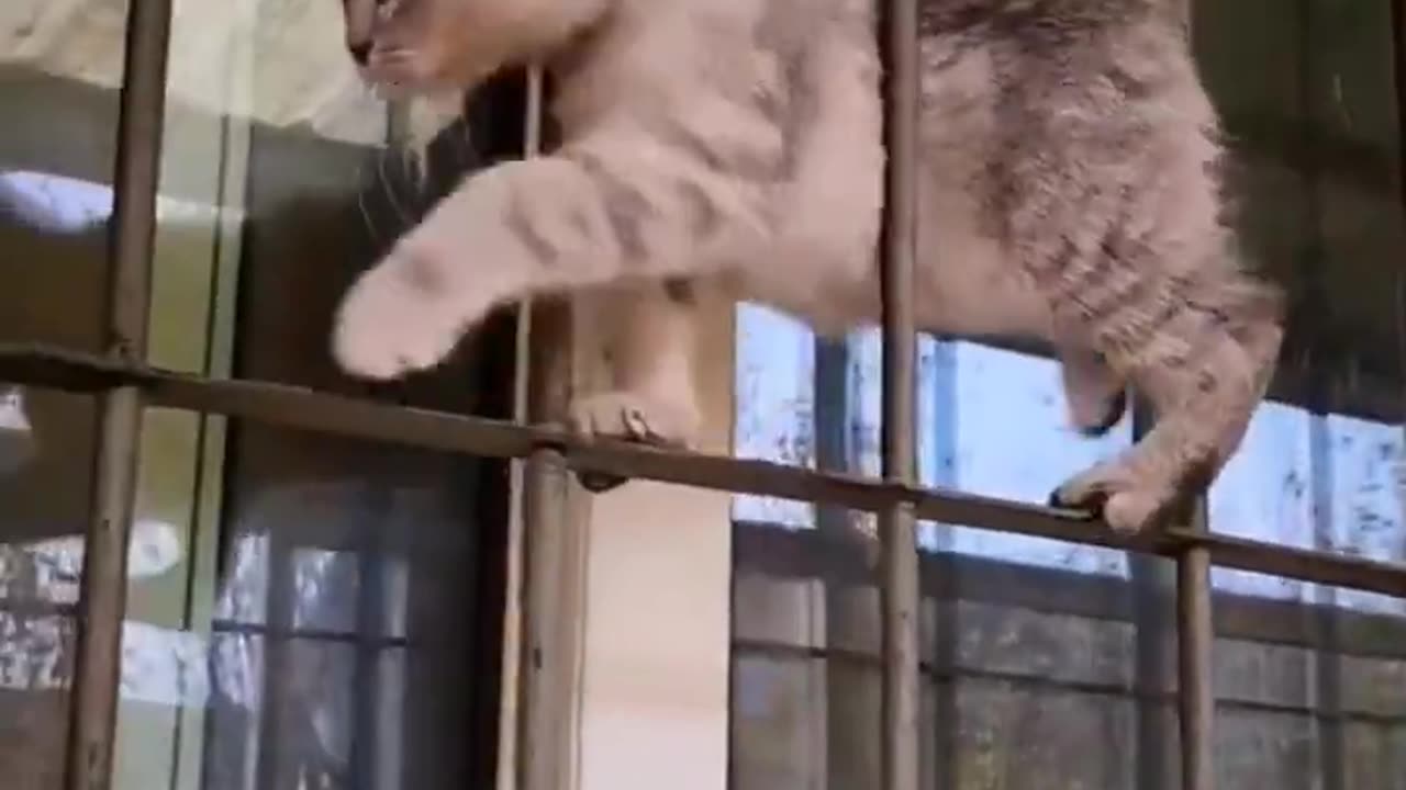 Very funny Cat videos 🤣🤣🤣