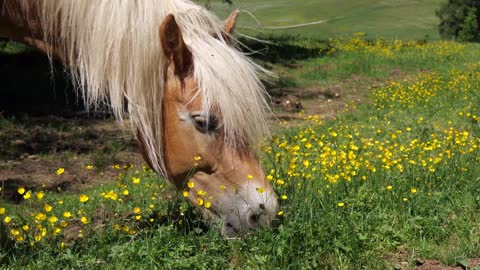 Horse Cute! Cute And funny horse