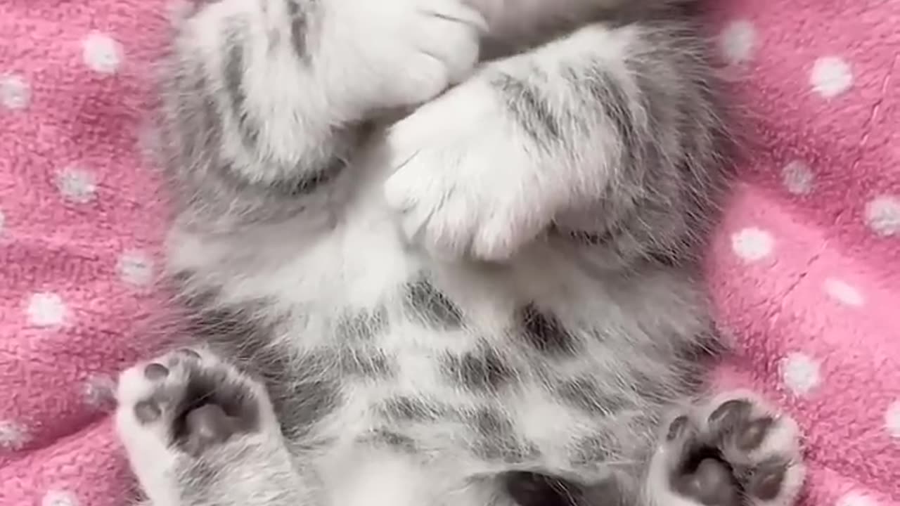 Funny Animals| Funny and cute cat