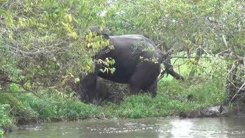 Gabon Untouched_ Forest Elephant Akaka