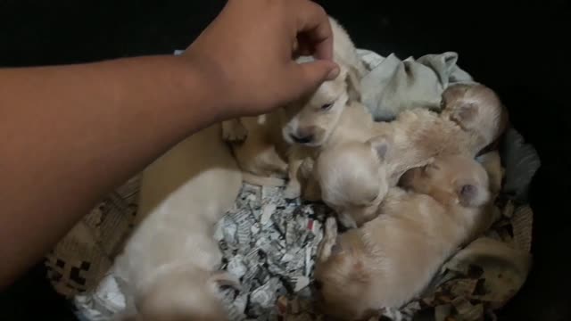 Free Dog Adoption Golden retriever puppies Finally decided to give them for adoption !