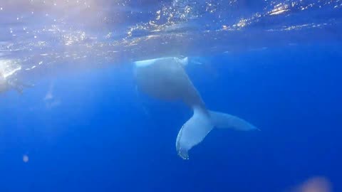 Swimming with a whale and its son 🐋