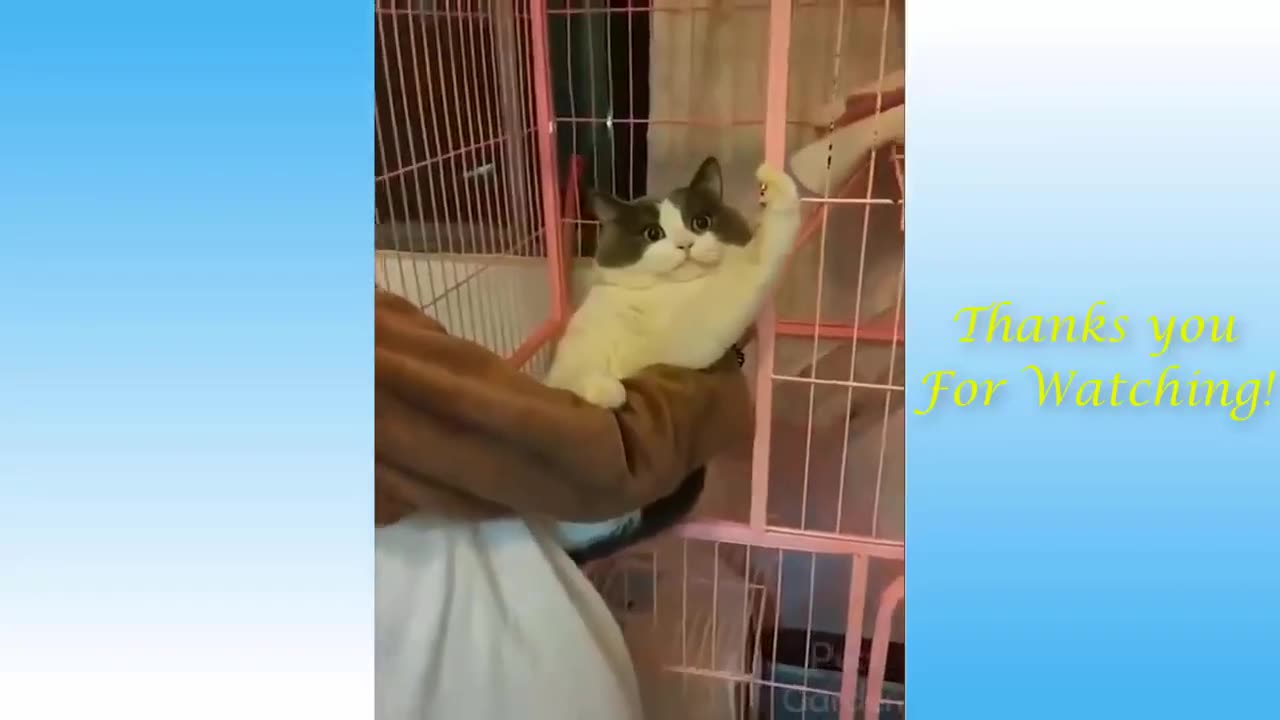 Funny animal videos