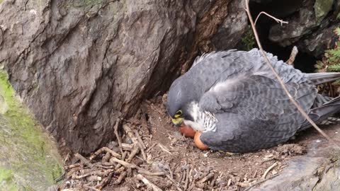 The Brutal Hawk Rips Wild Animals| Summary Of Hawk's Most Terrifying Attacks With Wild Animals