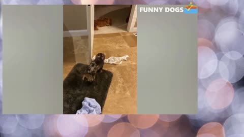 funny dog